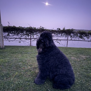 Fundraising Page: Dana Massey